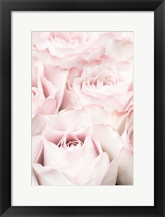 Framed Pink Roses 5 Print