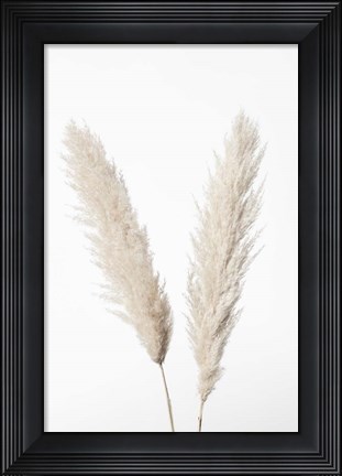 Framed Pampas White Print