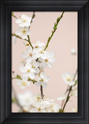 Framed Cherry Tree Flowers Print