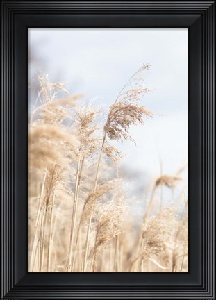 Framed Grass Reed and sky 3 Print