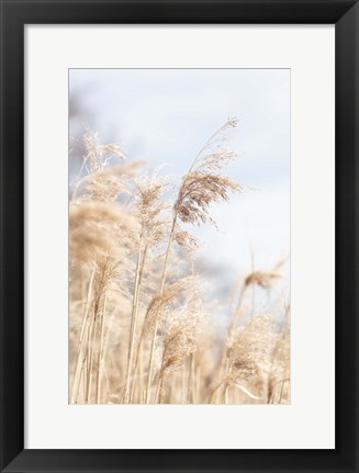 Framed Grass Reed and sky 3 Print