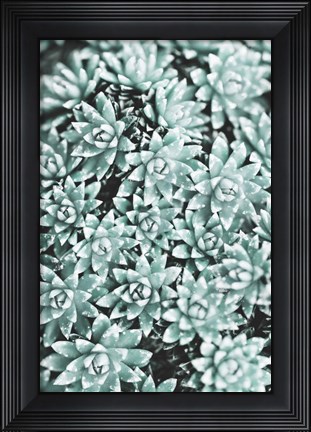 Framed Plant Print