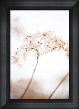 Framed Soft Dried Flower Brown Print