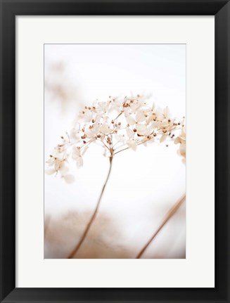 Framed Soft Dried Flower Brown Print