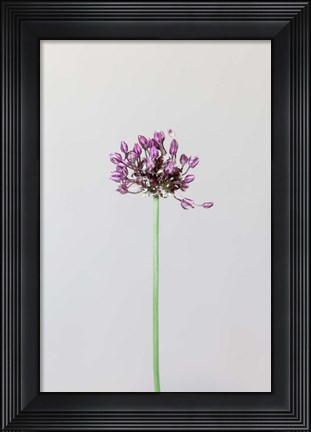 Framed Chive Flower Print