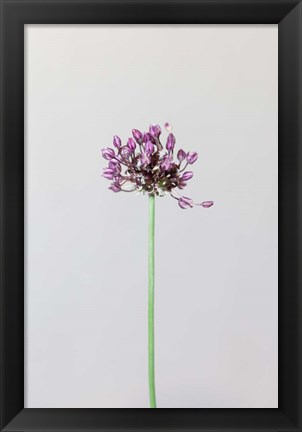 Framed Chive Flower Print