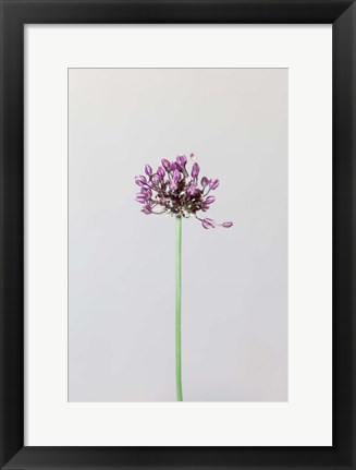Framed Chive Flower Print