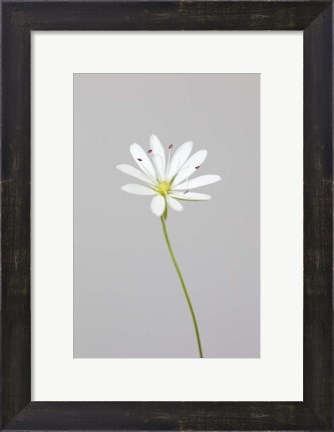 Framed Small White Flower 1 Print