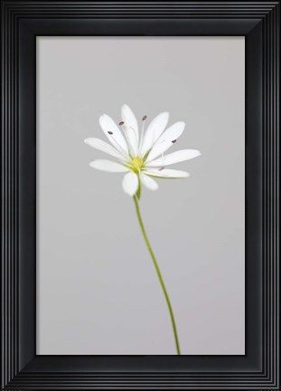 Framed Small White Flower 1 Print