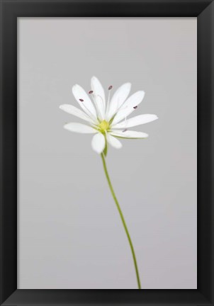 Framed Small White Flower 1 Print