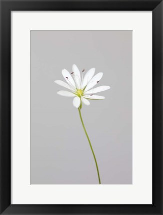 Framed Small White Flower 1 Print