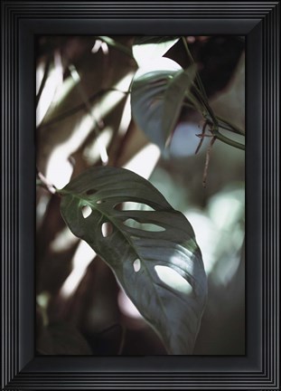 Framed Monstrea Leaves Nature 1 Print