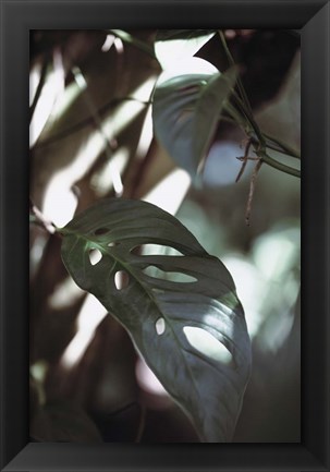 Framed Monstrea Leaves Nature 1 Print