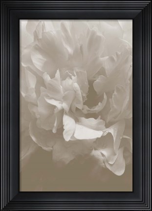 Framed Peony 9 Print