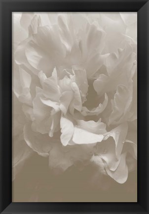 Framed Peony 9 Print