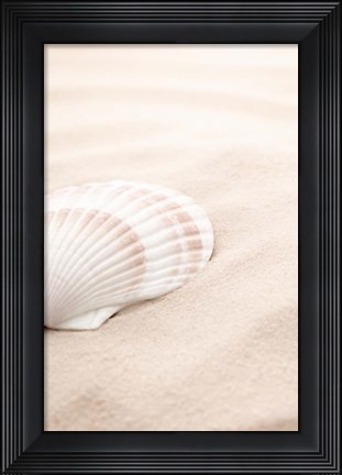Framed Shell 3 Print
