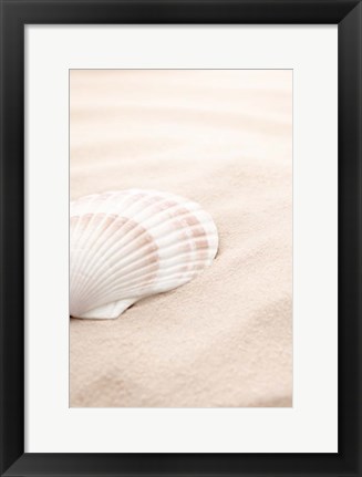 Framed Shell 3 Print