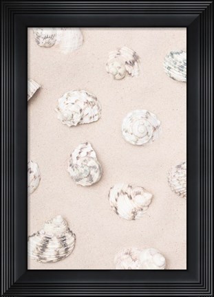 Framed Shells 2 Print