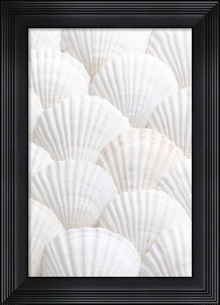 Framed Shells 3 Print
