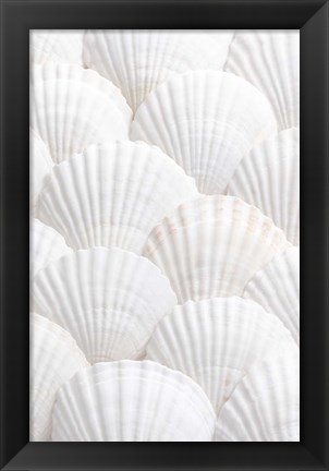 Framed Shells 3 Print