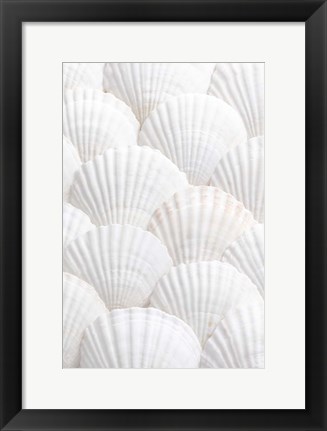 Framed Shells 3 Print