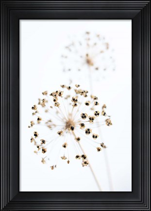 Framed Dried Flower 2 Natural Print