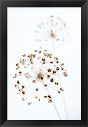 Framed Dried Flower 2 Natural Print