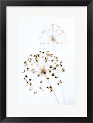 Framed Dried Flower 2 Natural Print