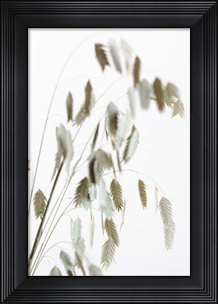 Framed Dried Grass Natural Print