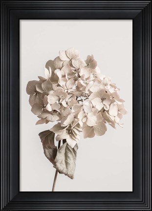 Framed Beige Dried flower Print