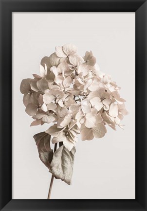 Framed Beige Dried flower Print