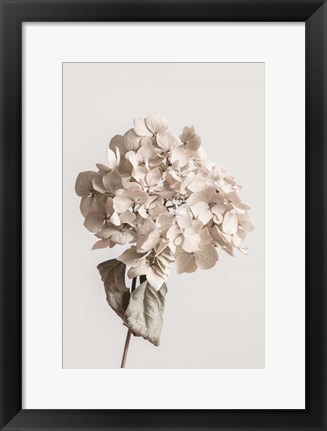 Framed Beige Dried flower Print