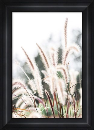 Framed Grass Print