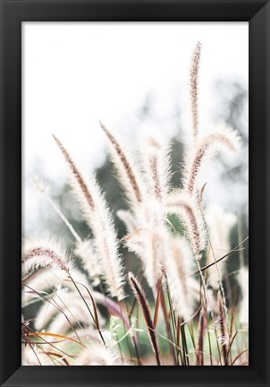 Framed Grass Print