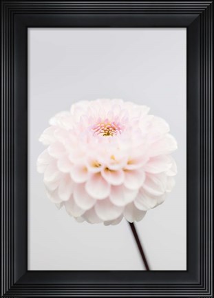 Framed Pink Flower No 3 Print