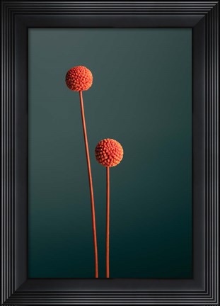 Framed Orange Seed Capsules Print