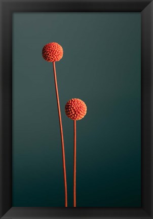 Framed Orange Seed Capsules Print