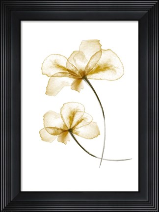 Framed Pressed Flowers Print
