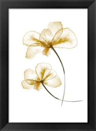 Framed Pressed Flowers Print