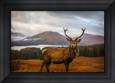 Framed Scottish Stag Print