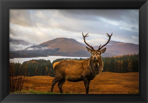 Framed Scottish Stag Print