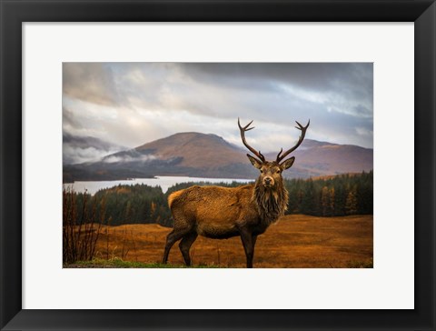 Framed Scottish Stag Print