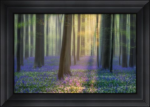 Framed Daydreaming of Bluebells Print