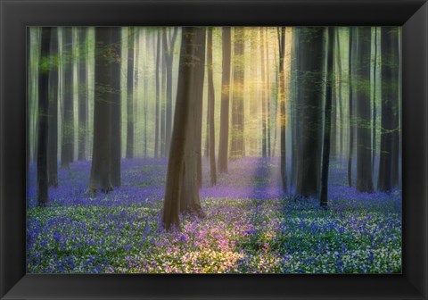 Framed Daydreaming of Bluebells Print