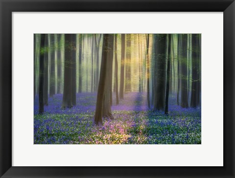 Framed Daydreaming of Bluebells Print