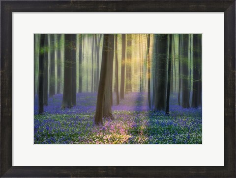Framed Daydreaming of Bluebells Print