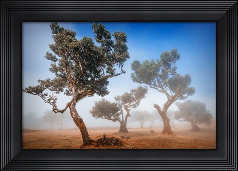 Framed Fanal Print
