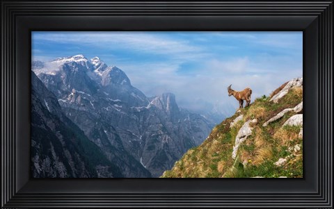 Framed Alpine Ibex in the Mountains Print