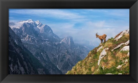 Framed Alpine Ibex in the Mountains Print