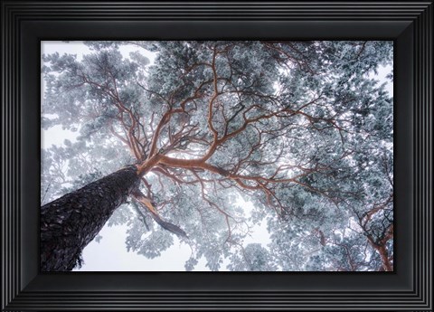 Framed Winter Tree Lines Print